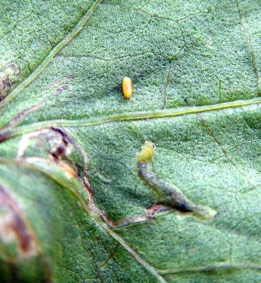Leafmining flies on okra leaf. Pupa outside mine and larva in mine. (c) A.M.Varela, icipe