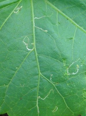 Mines caused by maggots of leafmining flies on an okra leaf. Note maggots at the wide end of the mines. (c) A.M. Varela, icipe