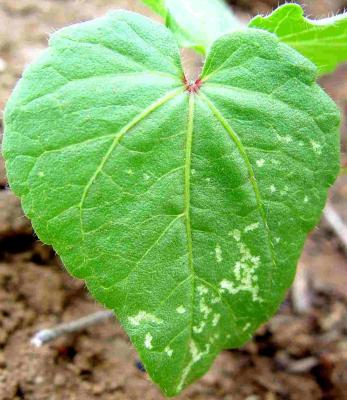 Punctures caused by leafmining flies feeding and laying eggs on a leaf of an okra seedling. (c) A.M. Varela, icipe