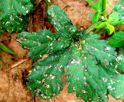 Okra leaf showing heavy attack by leafmining flies. (c) A.M.Varela, icipe
