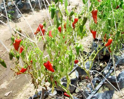 Chili plant infected with fusarium wilt. (c) A.A. Seif & B. Nyambo, icipe