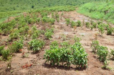 Chilli field infected with Fusarium wilt. Note gaps due to death of plants. (c) A. A. Seif & B. Nyambo, icipe
