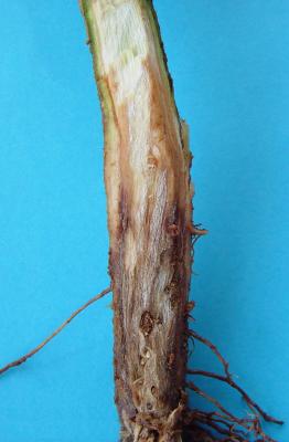 Sweet pepper root infected with Fusarium wilt. Note brown discolouration of vascular tissues. (c) A. A. Seif & B. Nyambo, icipe