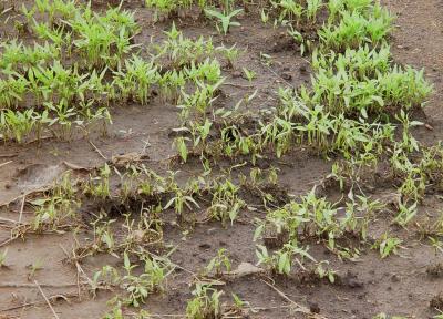Damping-off disease in chilli field (c) A. A. Seif & B. Nyambo, icipe