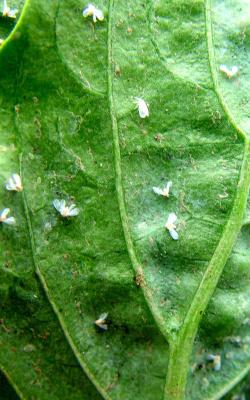 Whiteflies on chilli leaf. Adults are about 1mm long. (c) B. Nyambo, A. A. Seif, icipe