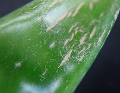 Thrips damage on a chilli pod. (c) A.A. Seif & B. Nyambo, icipe