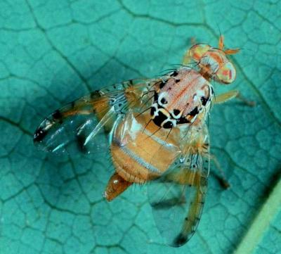 Ceratitis fasciventris Adults are 4.5-6 mm long, brightly coloured, usually in brown-yellow patterns. The wings are spotted or banded with yellow and brown margins. © R. C. Copeland, icipe