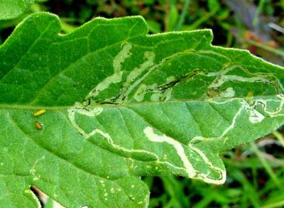 Leafmining flies damage on tomato leaf. Note maggot ready to pupate (yellow) and pupa (brown). A. M. Varela, icipe.jpg (c) A. M. Varela, icipe