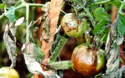 Late blight on tomatoes. Note scorched appearance of leaves stems and fruits. (c) B. Loehr, icipe
