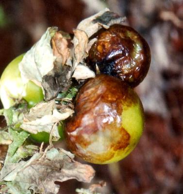 Symptoms of late blight on tomato. (c) B. Loehr, icipe