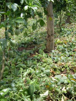 Healthy Desmodium soil cover in Passion plantation reduces weeding costs and benefits soil and crop. When the legumes become too vigorous, they can be cut and used as animal feed or mulch for other crops. (c) A. Bruntse, Biovision, courtesy of RealIPM, Thika, Kenya.