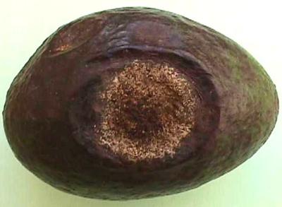 Anthracnose (Colletotrichum gloeosporioides) on avocado fruit. © A. A. Seif, icipe
