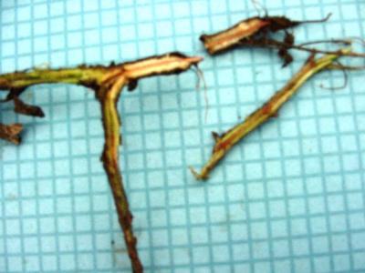 Cut roots of pea plant infected with Fusarium wilt. Note reddish discolouration (c) A.A. Seif, icipe