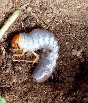 White grubs - Agricultural Biology