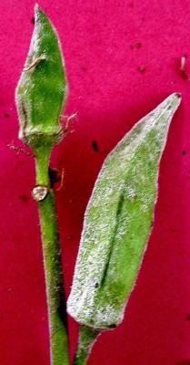 Powdery mildew on okra pods (c) A. M. Varela & A. A. Seif, icipe.