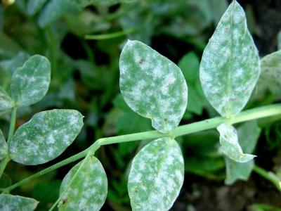 Powdery mildew on peas (c) A.M. Varela, icipe