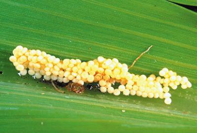 Eggs of the African maize stalkborer (Busseola fusca). (c) Stemborer team, icipe