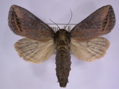Female moth of African maize stalkborer (Busseola fusca) . Wingspan is about 2.5 to 3.5 with females and larger males. (c) B. Le Ru, icipe