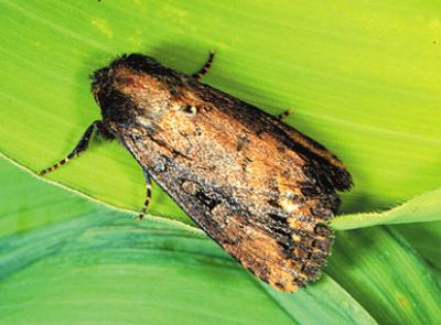 Moth of the African maize stalkborer (Busseola fusca). (c) Stemborer team, icipe