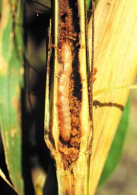 Stemborer damage to a maize plant. (c) Stemborer team, icipe
