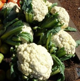 Cauliflower (Brassica oleracea (Botrytis Group). © Pankaj Oudhia (Courtesy of EcoPort, www.ecoport.org)