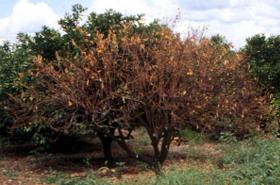 Phytophtora on citrus tree . © A.A. Seif, icipe