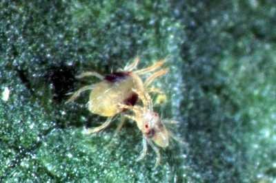 Two-spotted spider mite (Tetranychus urticae). The adult female is 0.6 mm long. The male is smaller. © Image supplied by Warwick HRI, University of Warwick