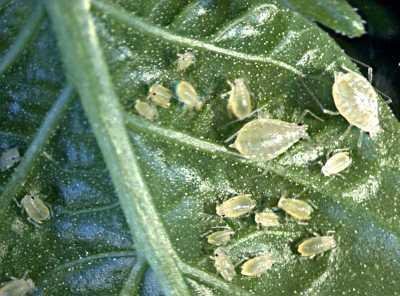 Adult wingless female aphids are oval-bodied, 1 to 2mm in body length, of very variable colour (c) Magnus Gammelgaard