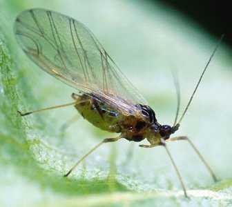 Cabbage aphid, winged form. This soft bodied, pear-shaped insect is usually wingless and about 1/16 inch long. The wingless female is pale yellow green. The winged migrant form has a yellowish green abdomen with a dark dorsal blotch. Winged forms migrate to other hosts in late spring. During these migratory flights, aphids may spread virus diseases from infected volunteer plants and weeds to healthy crop plants. (c) Digital diagnostics, OSU