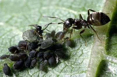 Black bean aphid on runner bean (on top right is an attendant ant and at the centre a hymenoptera parasitoid) (c) Michael J. Amphlett/CAB International, 2004