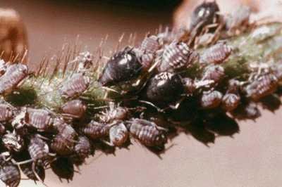 Groundnut aphid (A. craccivora) colony on cowpea. Apterae are 1.4-2.2 mm long. Alatae (winged form) 1.4-2.1 mm. (c) James Litsinger. Reproduced from the Crop Protection Compendium, 2004 Edition. � CAB International, Wallingford, UK, 2004