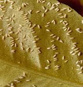 Whiteflies on citrus leaf. Adult are about 1mm long. (c) Gassouma S. Courtesy of Ecoport (www.ecoport.org)