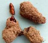 Armyworm, Pupae and soil cocoons. © www.larsen-twins.dk