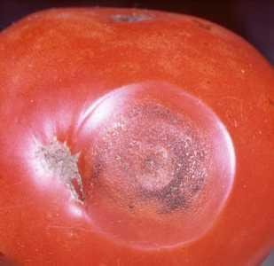 Anthracnose (Colletotrichum coccodes) on tomato. (c) Clemson University - USDA Cooperative Extension Slide Series. Courtesy of Ecoport (www.ecoport.org).