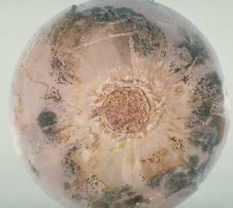 Onion smudge. Small, round, dark blotches develop on bulbs, with a zonate pattern on the outer scale leaves. (c) Courtesy EcoPort (http://www.ecoport.org): Denis Persley and Tony Cooke, Department of Primary Industries and Fisheries, Queensland, Australia
