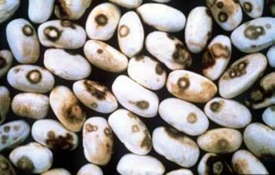 Anthracnose (Colletotrichum lindemuthianum) on dry bean seeds (c) Courtesy EcoPort (http://www.ecoport.org) : J.W. Sheppard