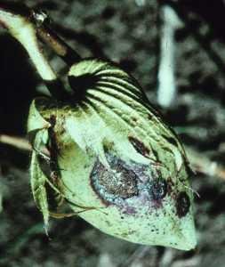 Anthracnose (Colletotrichum gossypii) on cotton boll (c) Courtesy EcoPort (http://www.ecoport.org): Jürgen Kranz