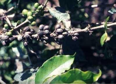 Anthracnose (Colletotrichum coffeanum) on coffee (Coffea arabica) plant. Branch with mummified berries. (c) Jürgen Kranz. Courtesy of Ecoport (www.ecoport.org).