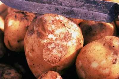 Late blight on potato tubers. Infected potato tubers exhibit wet and dry rots (Late Blight) (c) William E. Fry. Reproduced from the Crop Protection Compendium, 2004 Edition. � CAB International, Wallingford, UK, 2004