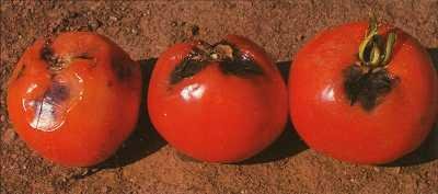 Early blight symptoms on tomato fruits. Typical fruit spots occur at the stem-end as a rot that radiates out from the area of attachment between the calyx and the fruit. The spot is usually brown to black, firm, depressed and has distinct concentric rings. (c) Allen Stevens and Jon Watterson, Seminis Vegetable Seeds, Inc.