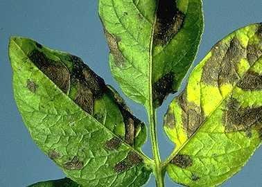 Early blight on potato leaf. Affected leaves exhibit brown spots with concentric rings. Leaf spotting first appears on the oldest leaves and progresses upward on the plant. Entire plant could be defoliated and killed (c) www.plantpath.wisc.edu