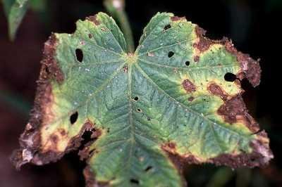 Early blight symptoms on okra leaf. (c) M. Rutherford/CABI BioScience. Reproduced from the Crop Protection Compendium, 2004 Edition. � CAB International, Wallingford, UK, 2004