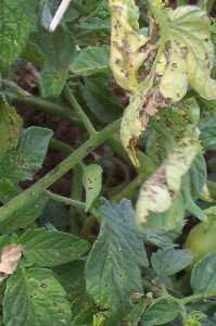 Early blight on tomato. Leaf spots of early blight are circular, up to 1.2cm in diameter, brown, and often show a circular pattern, which distinguishes this disease from other leaf spots on tomato. (c) BioVision