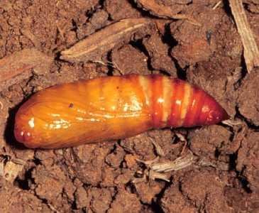 Black cutworm (Agrotis ipsilon). Pupae are brown to dark brown and approximately 17 to 25 mm in length and 5 to 6 mm in width. Pupae appear almost black in colour just before the moth emerges. (c) Ooi P., Courtesy of Ecoport (www.ecoport.org)