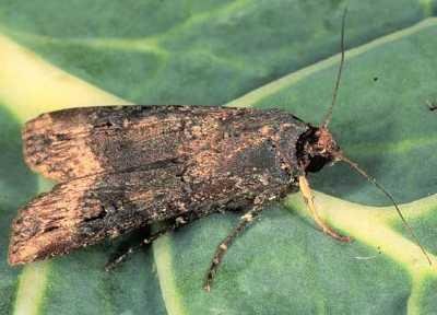 Turnip moth (Agrotis segetum). The adult moth has a wingspan of 40 to 45 mm. (c) Ooi P., Courtesy of Ecoport (www.ecoport.org)