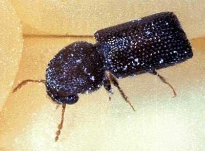 Larger grain borer (Prostephanus truncatus). The adult beatle is 3-4.5 mm long. (c) NRI/MAFF. Reproduced from the Crop Protection Compendium, 2004 Edition. � CAB International, Wallingford, UK, 2004