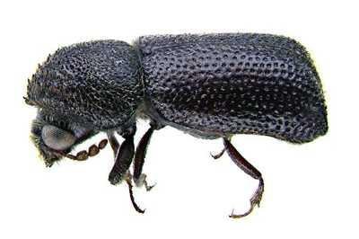 Larger grain borer (Prostephanus truncatus). Adult beatle, 3-4.5mm (c) Georg Goergen/IITA Insect Museum, Cotonou, Benin. Reproduced from the Crop Protection Compendium, 2004 Edition. � CAB International, Wallingford, UK, 2004