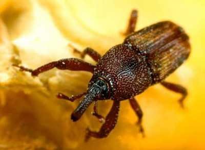 Adult beetle of Maize weevil (Sitophilus zeamais). Adults can be found wandering over the surface of grain. The adults are small (2.5 to 4.0 mm long) (c) USDA-ARS. Reproduced from the Crop Protection Compendium, 2005 Edition. � CAB International, Wallingford, UK, 2005.