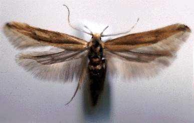 Adult grain moth (Sitotroga cerealella). The moth is small, pale brown, 5-7 mm long with wings folded, wingspan is 1-1.6 cm. (c) Mark Cook. Reproduced from the Crop Protection Compendium, 2005 Edition.