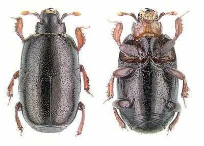 Predator of LGB (Teretrius nigrescens). Initial releases of T. nigrescens were in Togo in 1991 and in Kenya in 1992. In both countries it became well established and spread. Subsequently, there have been predator releases in Benin, Ghana, Tanzania and Malawi. Only in the case of Tanzania does it appear that there has been any difficulty in the predator becoming quickly and easily established. However, despite the successful introductions, there are still regular outbreaks of P. truncatus and farmers still suffer losses. It has been concluded by Holst et al. (2000b) that T. nigrescens does not offer a good example of classical biological control but as the predator is able to reduce the density of the pest it is considered that it has, nevertheless, a role to play in integrated pest management. (c) Georg Goergen, Courtesy of Ecoport. www.ecoport.org
